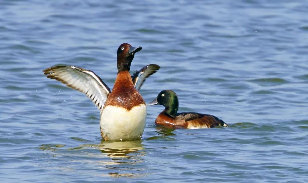 神奇生物大盤點！近兩年廣東出現(xiàn)的物種新記錄有這么多&hellip;