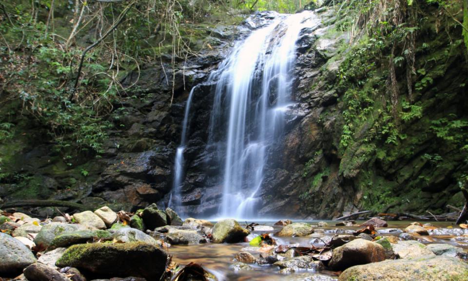 眾多珍稀野生動物現(xiàn)身廣東封開黑石頂保護區(qū)