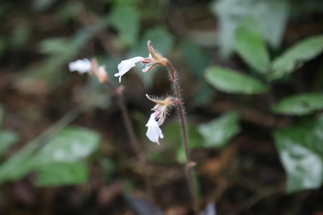 廣東首次發(fā)現(xiàn)西南齒唇蘭，刷新物種分布記錄