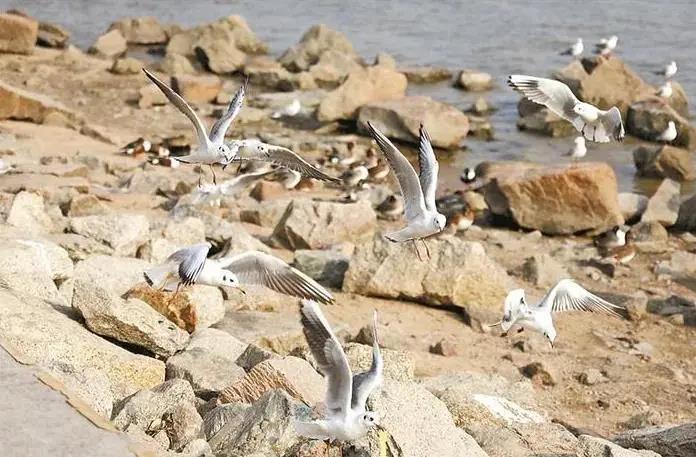 深圳迎來觀鳥賞魚最佳季節(jié)！