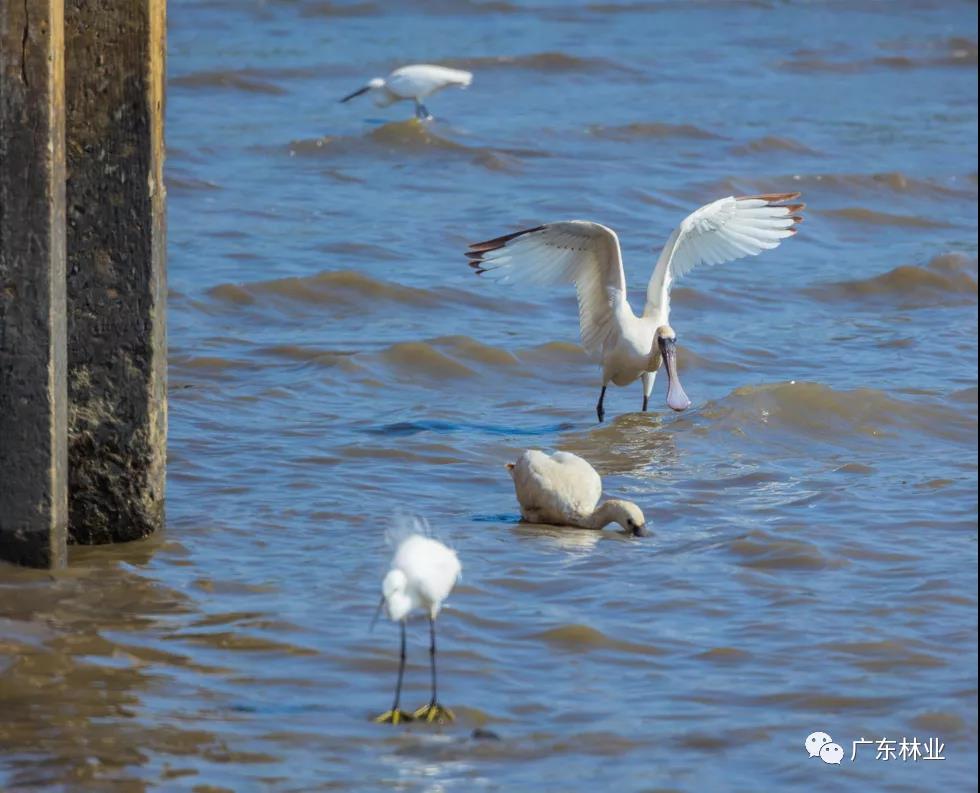 新年&ldquo;驚喜&rdquo;！東莞兩年后再發現黑臉琵鷺