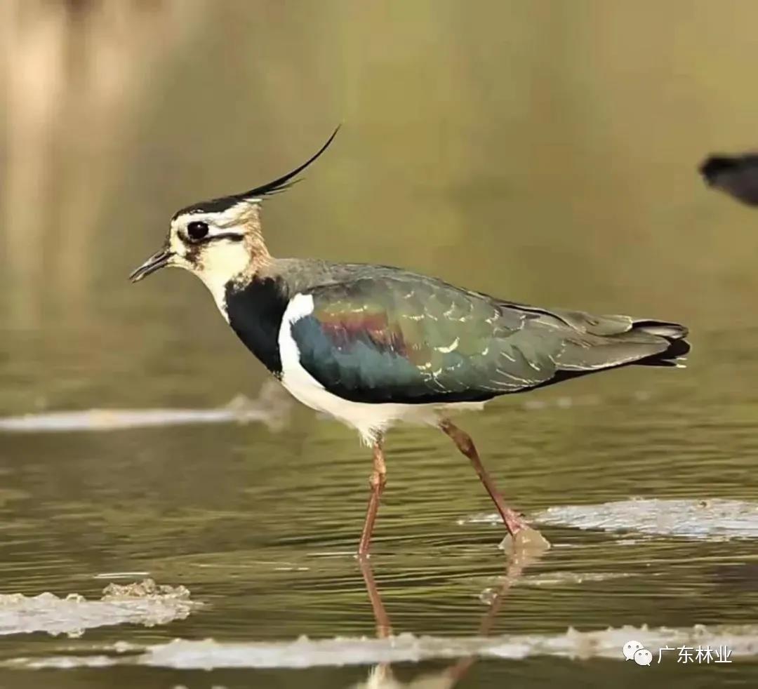 驚喜！鳳頭麥雞成群現身陽江