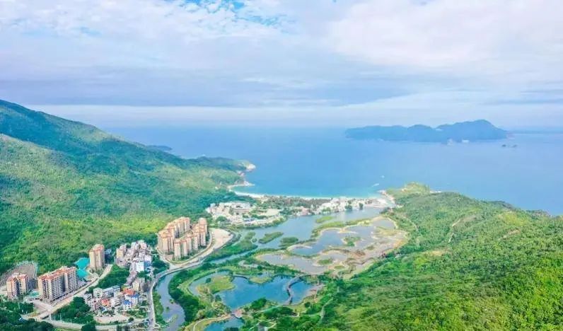 即將對外開放！深圳大鵬新建一紅樹林濕地公園