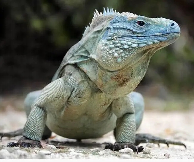 10余年后再現(xiàn)身！云浮發(fā)現(xiàn)國(guó)家二級(jí)保護(hù)動(dòng)物長(zhǎng)鬣蜥